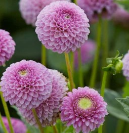 Dahlia 'Lipoma'