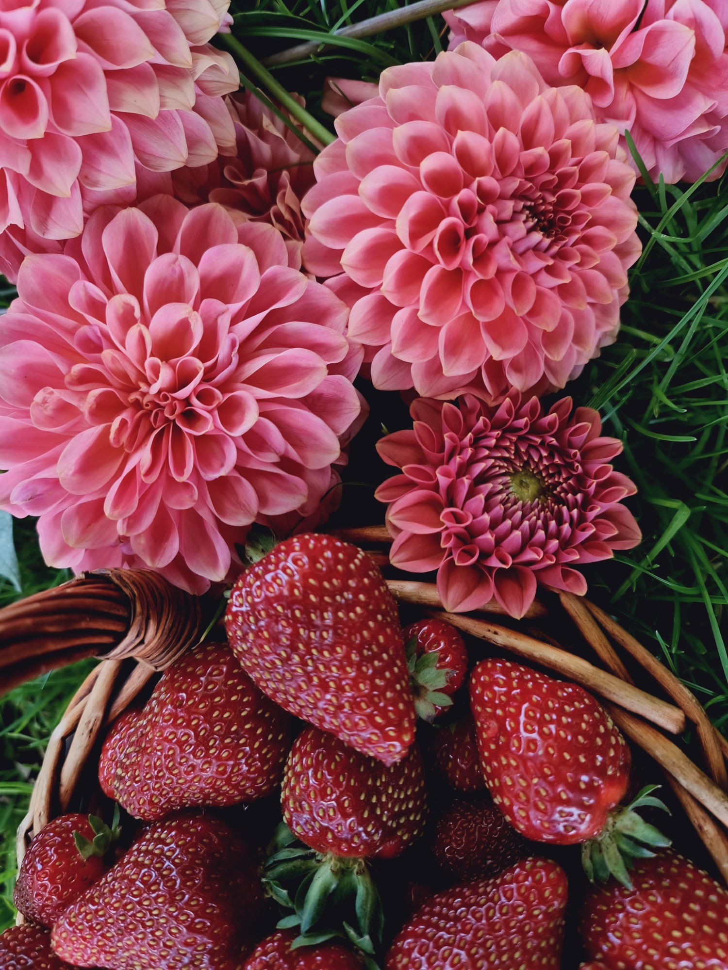 Dahlia 'QT Strawberry Rosé'