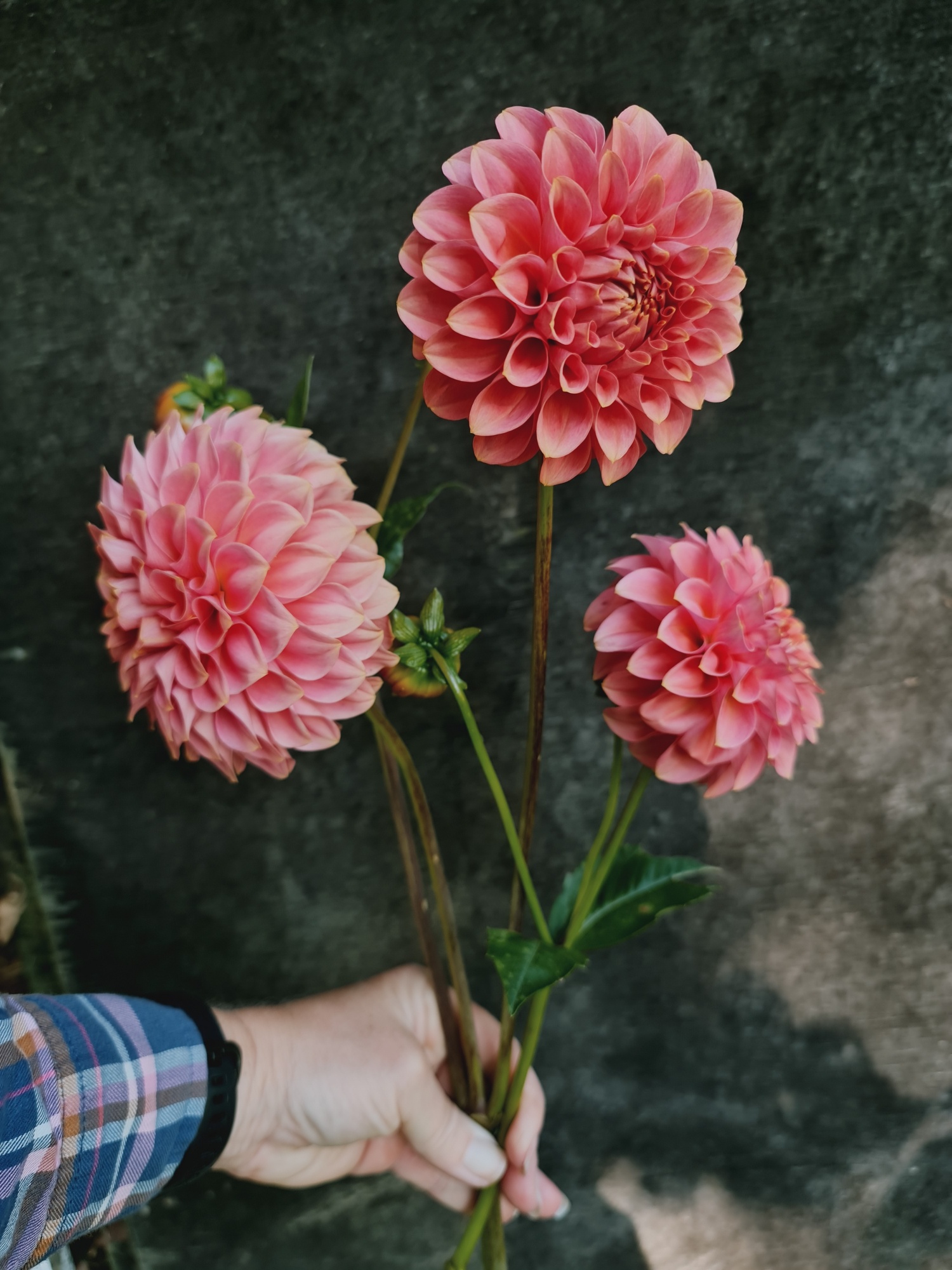 Dahlia 'QT Strawberry Rosé' - Image 3