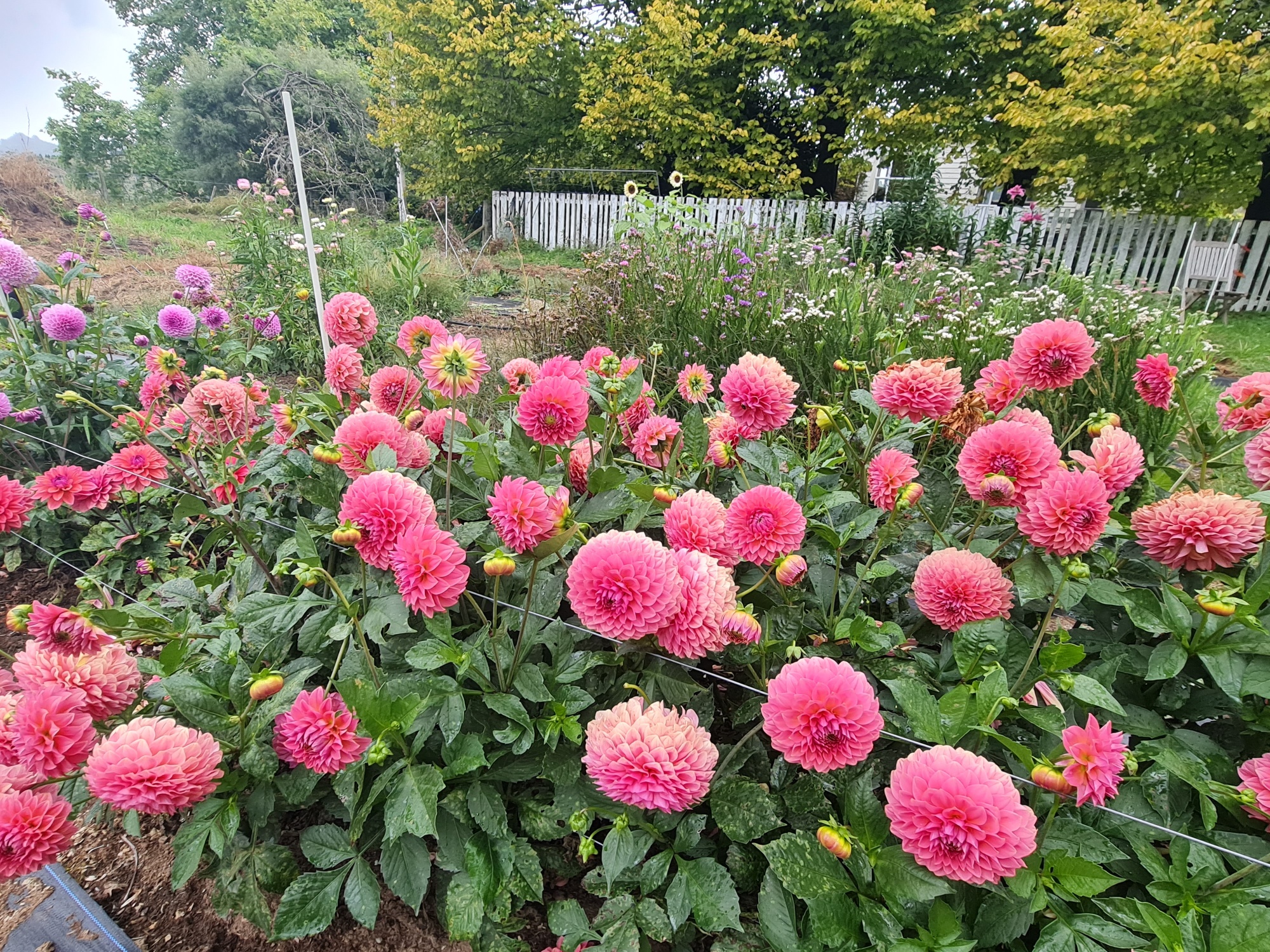 Dahlia 'QT Strawberry Rosé' - Image 2